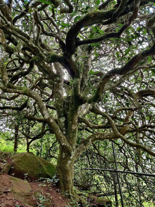 2023年千家寨古樹(shù)春茶品質(zhì)如何？