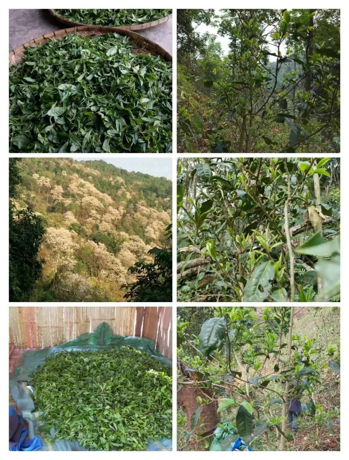 2024年曼松古樹春茶價(jià)格是多少？