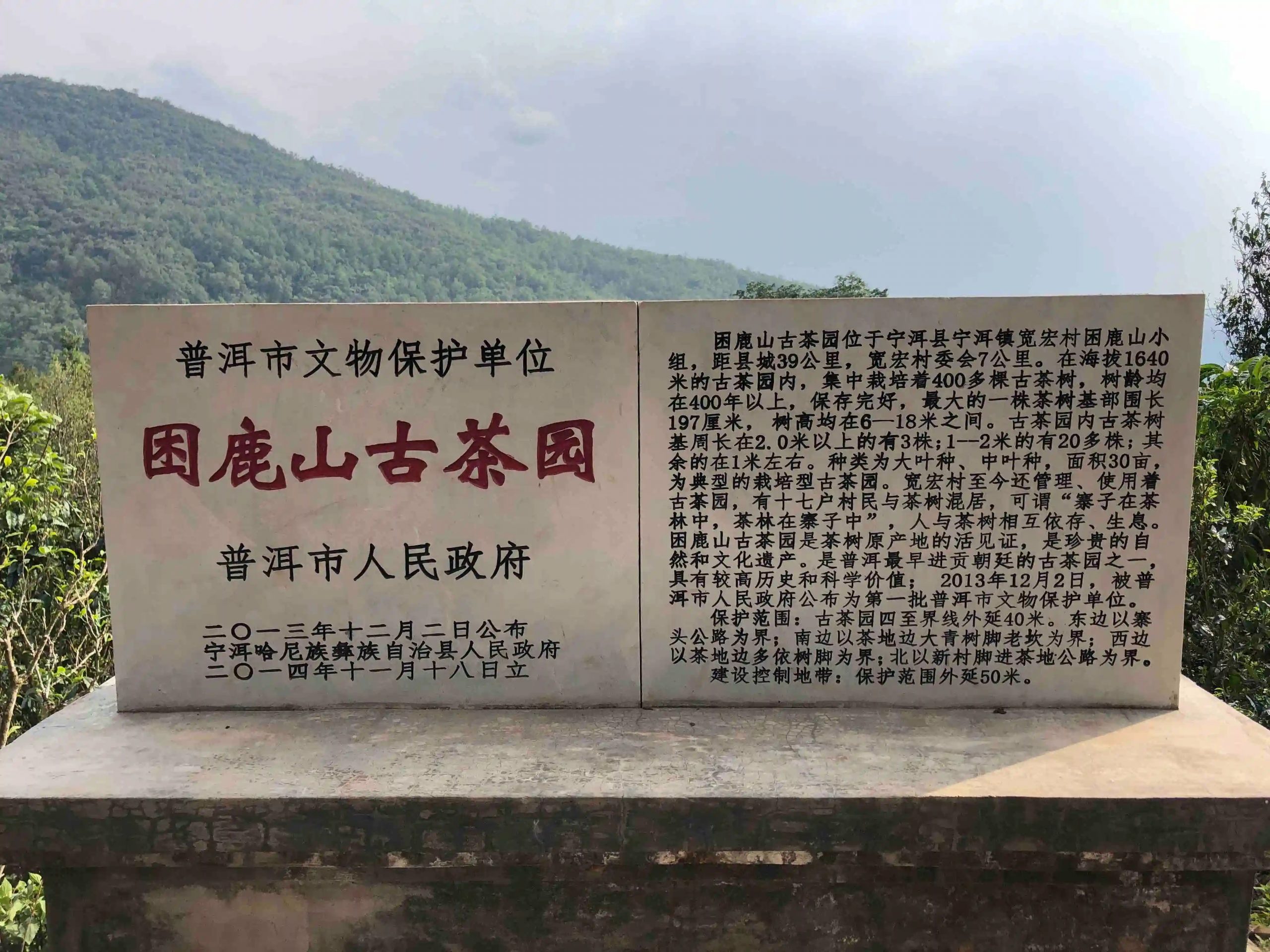 2024年困鹿山古樹春茶品質怎么樣？