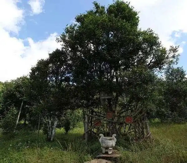 2024年困鹿山古樹春茶價格是多少？