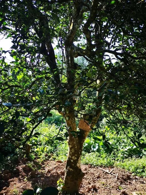 2024年困鹿山古樹春茶多少錢一公斤？