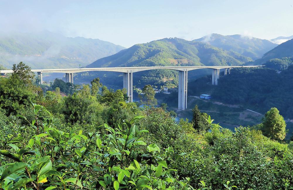 2024年昔歸古樹春茶品質如何？