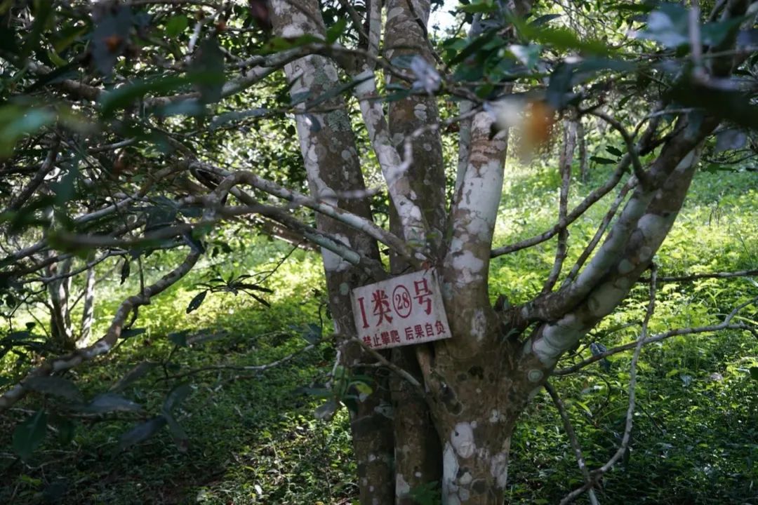 易武巔峰薄荷塘，普洱茶界最神奇最瘋狂的存在