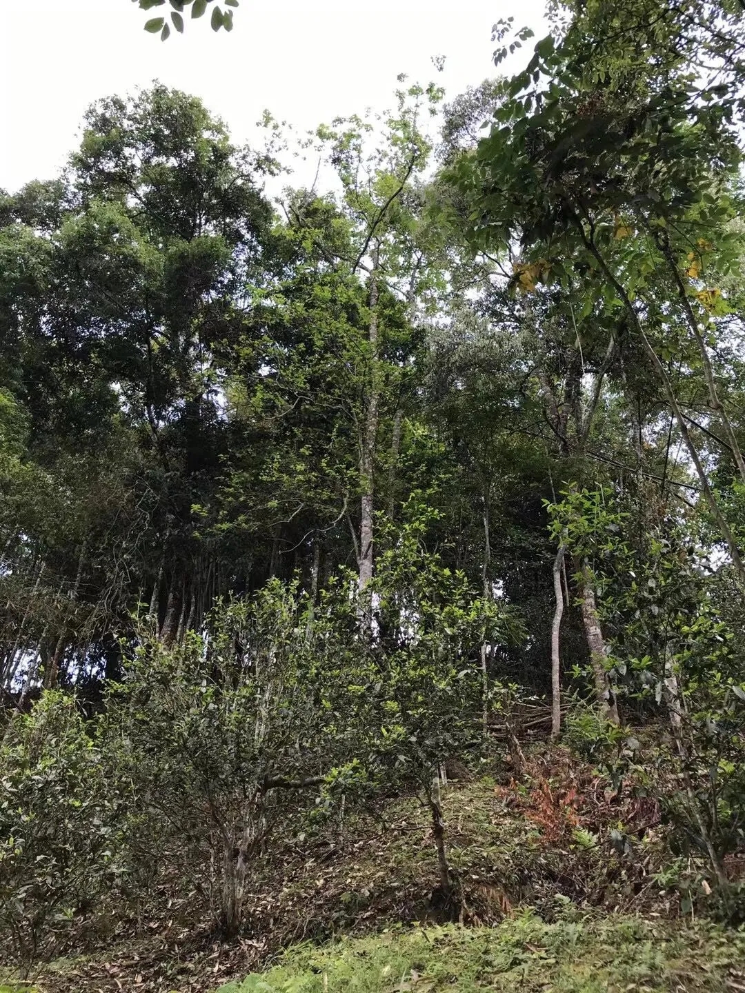 2025年易武古樹春茶口感如何?