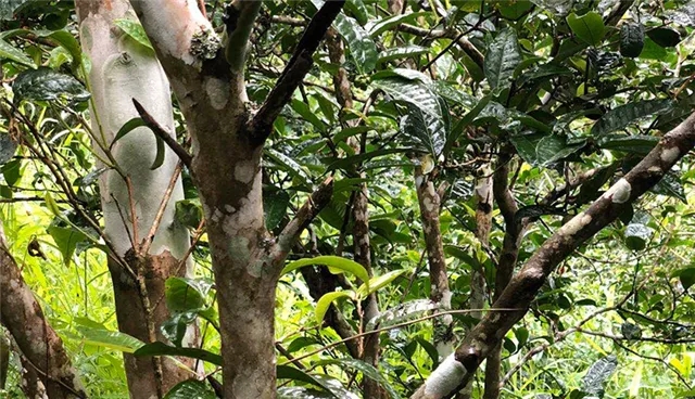 2025年易武古樹春茶品質怎么樣？