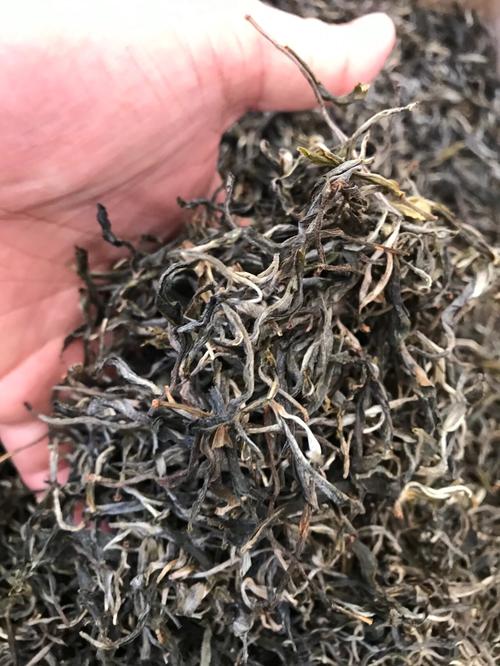 倚邦 | 兩朝貢茶，六山香魁